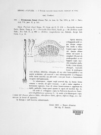 Uromyces junci image